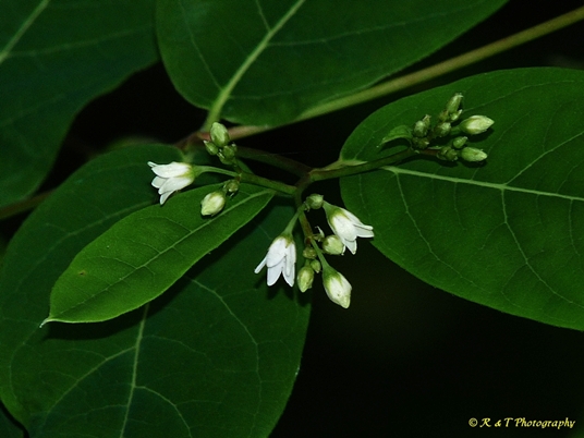 {Apocynum medium}